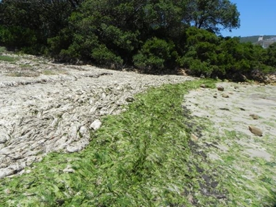 Solving the green tide puzzle